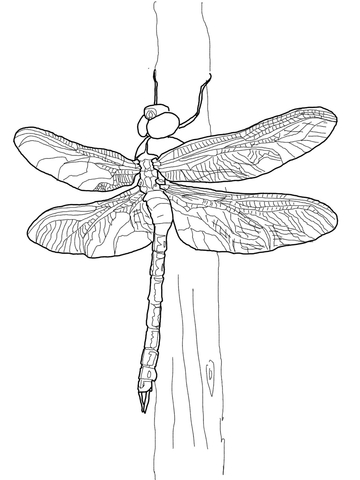 Green Darner Dragonfly Coloring Page